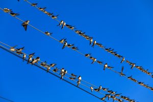 Swallows sitting on a wire