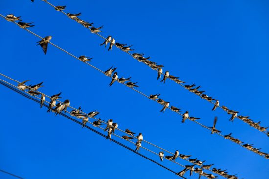 Swallows sitting on a wire